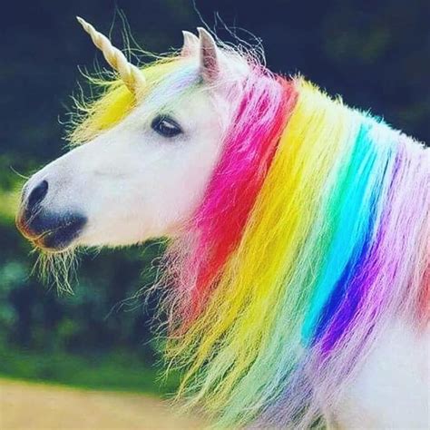 beautiful unicorn images|realistic unicorn pictures.